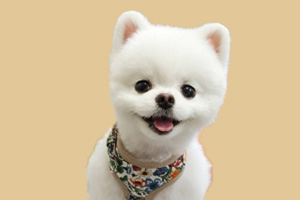 博美狗狗可以吃什么水果