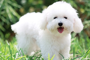 养比熊犬的注意事项是什么