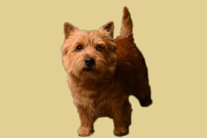 罗威士梗优缺点是什么