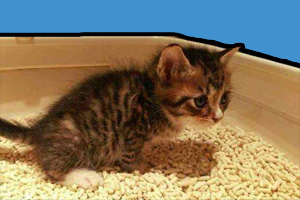 猫砂使用方法是什么