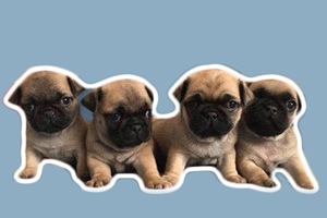 小巴哥犬怎么看纯不纯