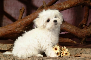 养比熊犬的禁忌有哪些