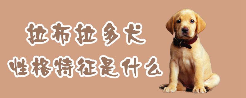 拉布拉多犬性格特征是什么