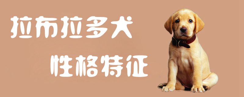 拉布拉多犬性格特征1