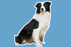 牧羊犬喜欢吃什么