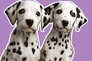 斑点狗怎么看品相