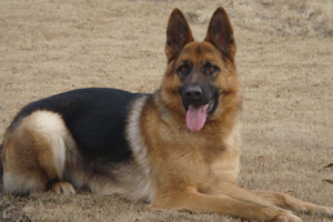 德国牧羊犬喜欢吃什么