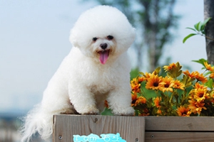 如何给比熊犬洗澡