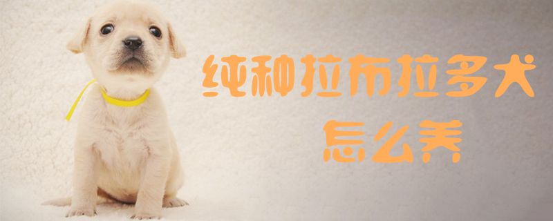 纯种拉布拉多犬怎么养1