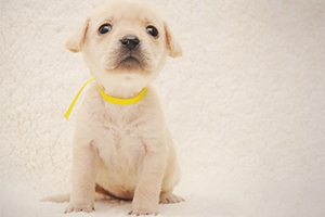 怎么让拉布拉多不叫