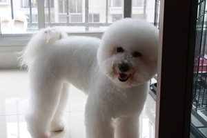 比熊犬洗澡注意事项有哪些