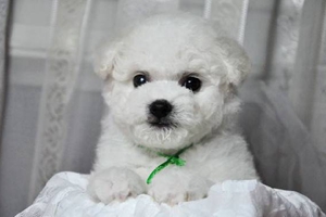 如何给比熊犬梳毛