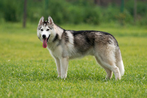 纯种哈士奇什么特征