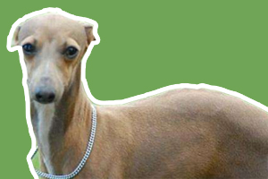 灵缇犬怎么看纯不纯