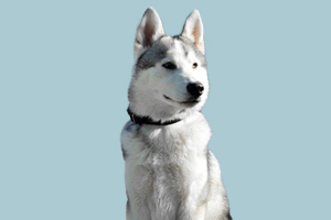 哈士奇标准身材是什么