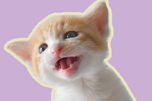 小奶猫一直叫怎么办