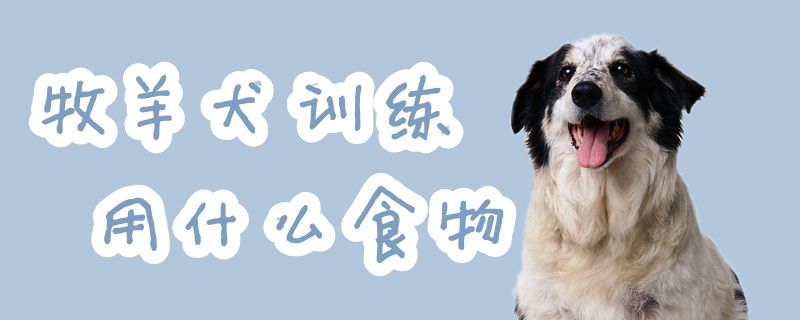 牧羊犬训练用什么食物