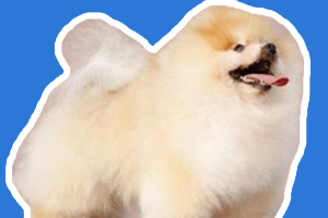 博美爱咬人怎么办