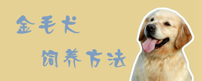 金毛犬饲养方法1