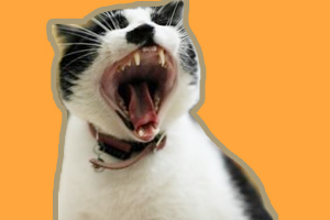 小猫爱咬人怎么办