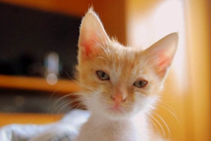 怎么把小猫养胖