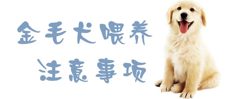 金毛犬喂养注意事项1