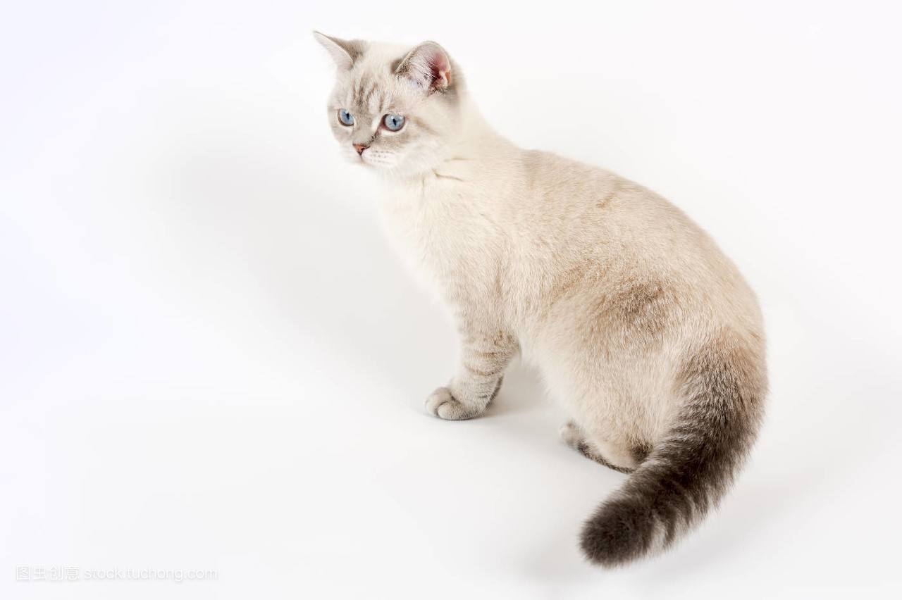 小猫饲养注意事项有哪些