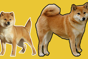 豆柴犬和柴犬区别是什么