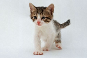 两个月小猫吃什么