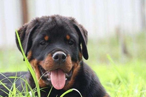 罗威纳犬怎么挑选