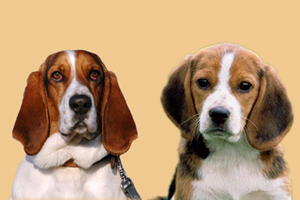 巴吉度和比格区别是什么