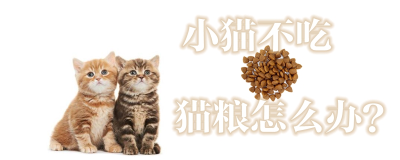 小猫不吃猫粮怎么办