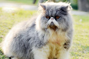 波斯猫怎么喂养
