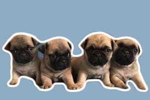 刚买来的巴哥犬怎么养