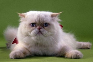 怎么给波斯猫洗澡