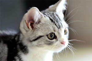 如何给猫猫清洁耳朵