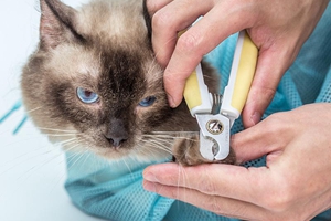 怎样给猫猫剪指甲
