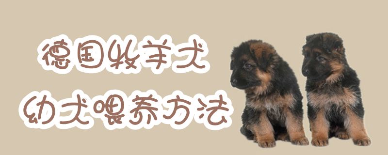 德国牧羊犬幼犬喂养方法