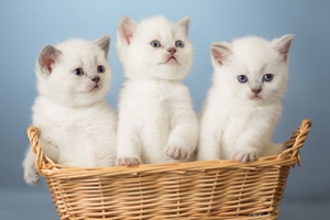 新手养猫注意事项是什么