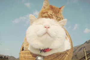 新手养猫需要买什么