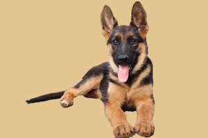 德国牧羊犬吃什么