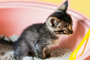 猫咪随地大小便怎么办