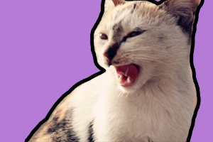 小猫咪晚上一直叫怎么办