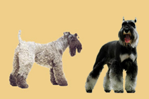 凯利蓝梗和雪纳瑞区别是什么