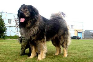 高加索犬的性格怎么样