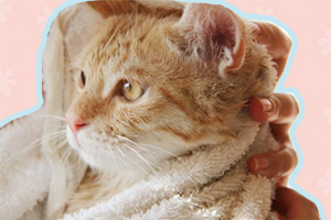 猫猫洗澡要注意什么
