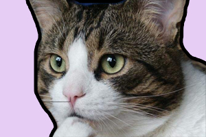 猫猫为什么吃猫砂