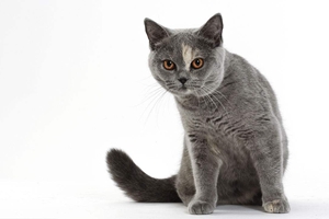 一个月的英短怎么养