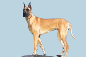 大丹狗怎么看品相