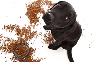 如何鉴定狗粮好坏